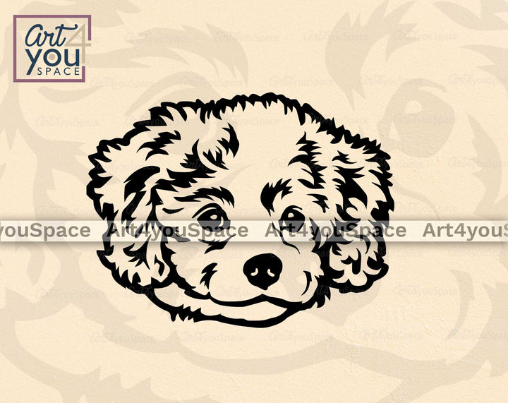 Cavachon Face svg