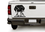 German_Shorthaired_Pointer_png